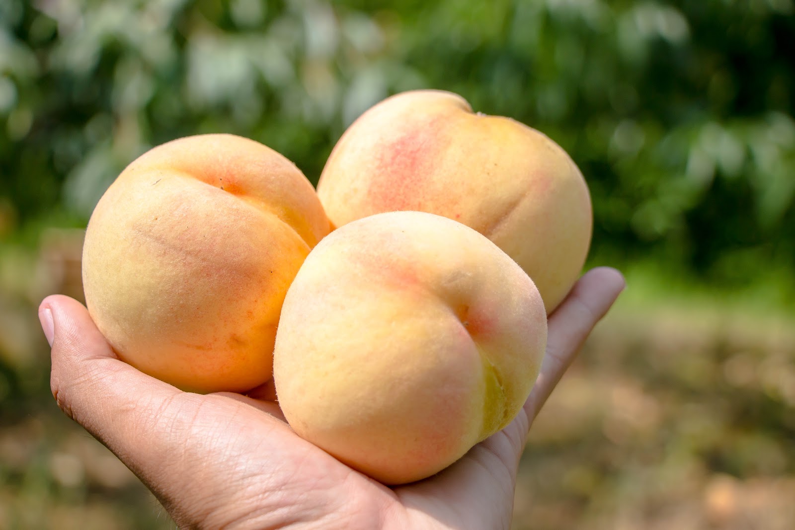 Chugoku Style Ep3 11