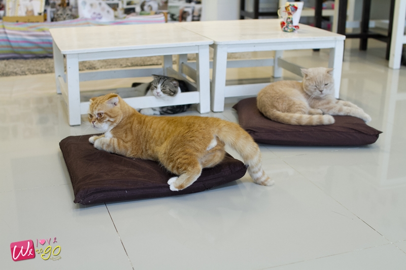 Kitty Cat Caf 15