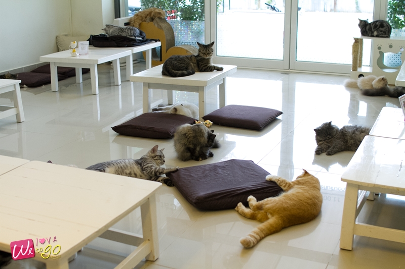 Kitty Cat Caf 18