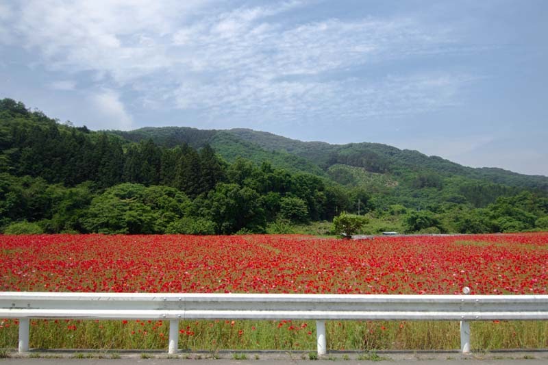 Why Tour In Saitama Ep2 07