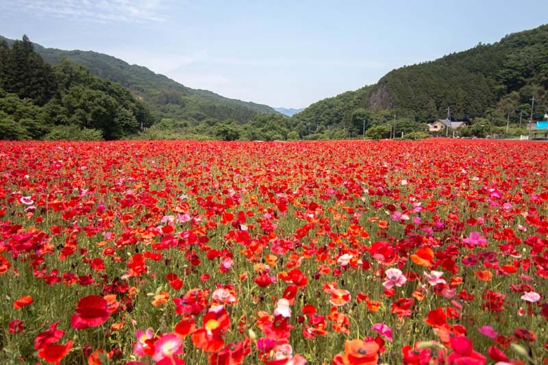 Why Tour In Saitama Ep2 08