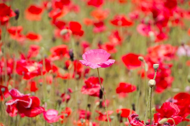 Why Tour In Saitama Ep2 09