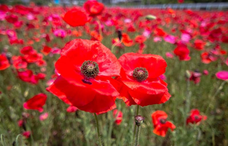 Why Tour In Saitama Ep2 10