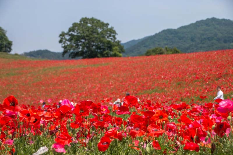 Why Tour In Saitama Ep2 15