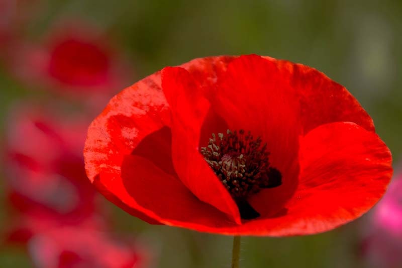 Why Tour In Saitama Ep2 16