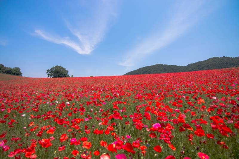 Why Tour In Saitama Ep2 17