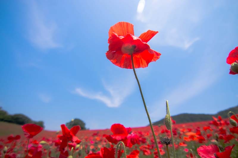 Why Tour In Saitama Ep2 18