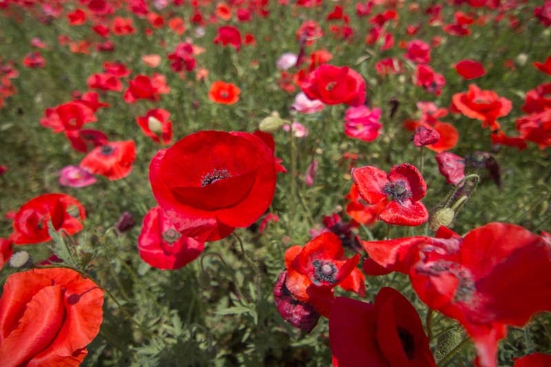 Why Tour In Saitama Ep2 19