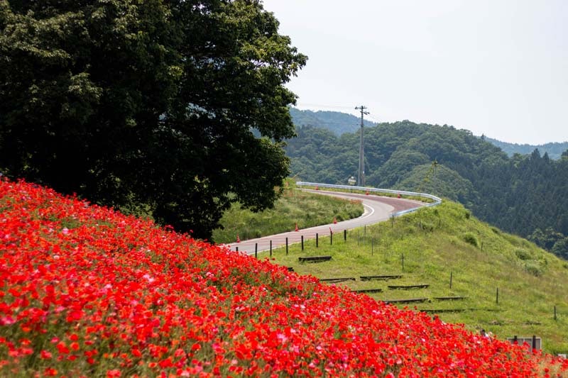 Why Tour In Saitama Ep2 20