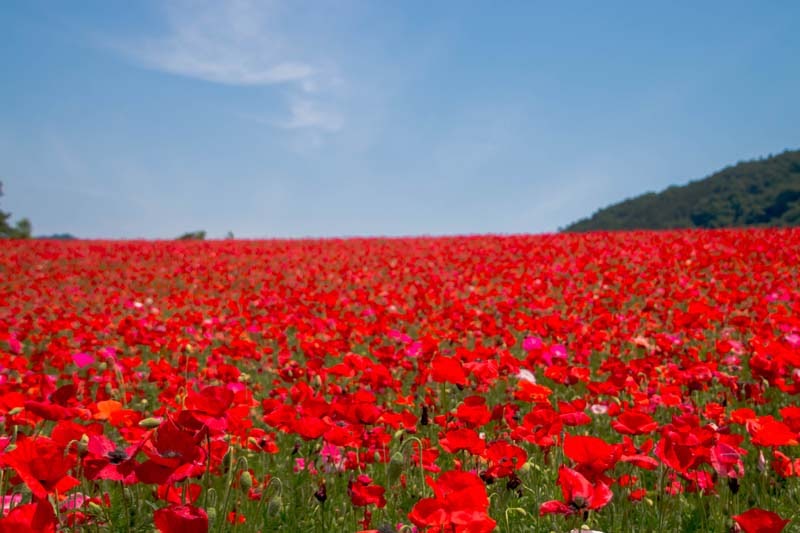 Why Tour In Saitama Ep2 21