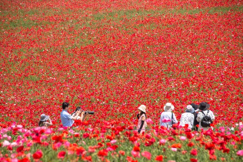 Why Tour In Saitama Ep2 23