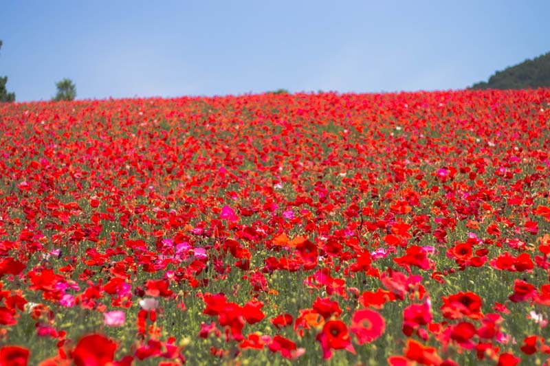 Why Tour In Saitama Ep2 26