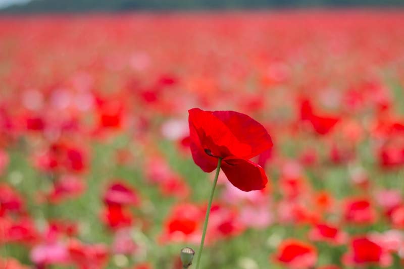 Why Tour In Saitama Ep2 27