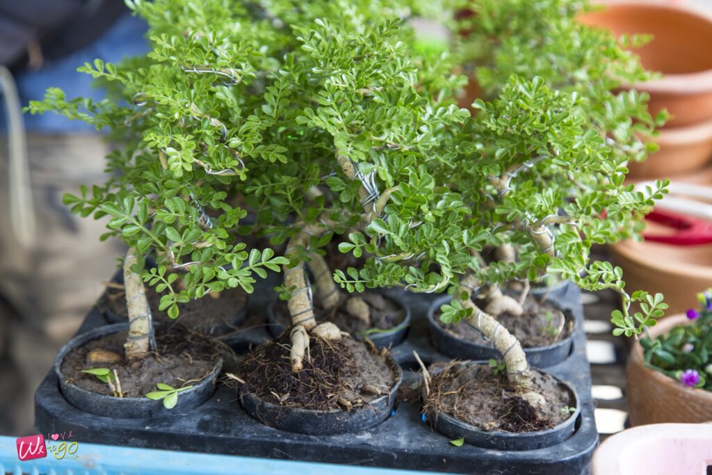 2 Days 1 Night In Prachinburi 16