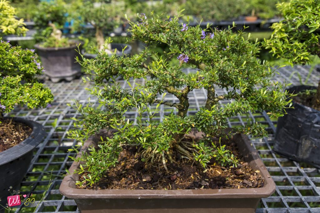 2 Days 1 Night In Prachinburi 17