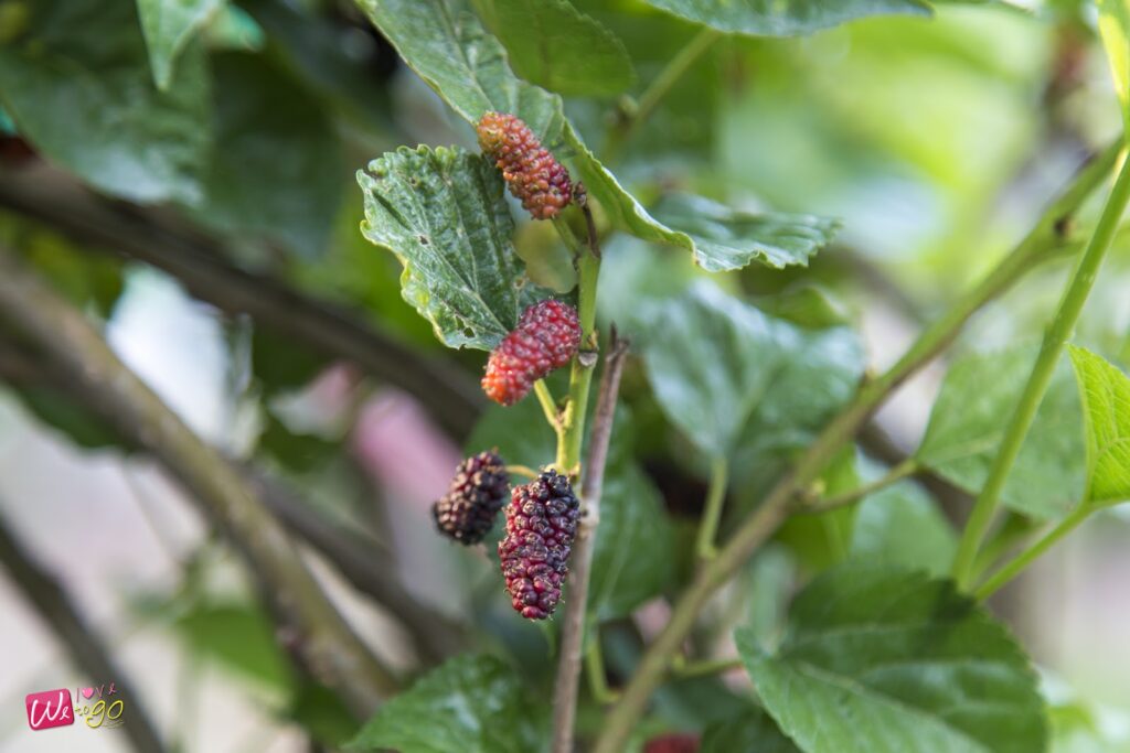 2 Days 1 Night In Prachinburi 93