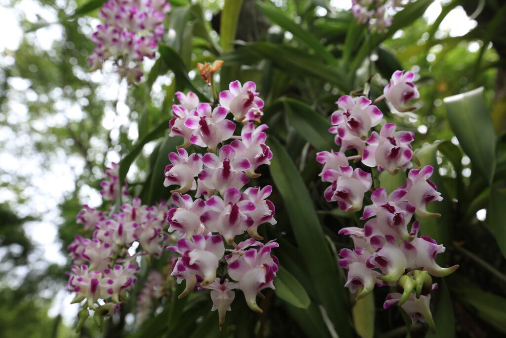 Ratchaburi Top 15 Check Point 27