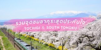 รวมจุดชมซากุระสุดประทับใจ Spring in TOCHIGI (โทจิงิ)& SOUTH TOHOKU (โทโฮคุใต้)
