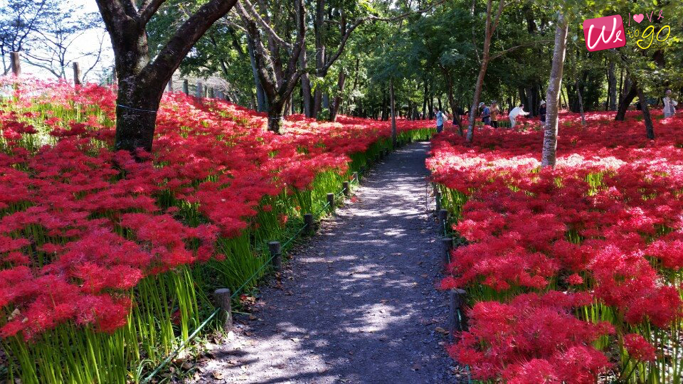 Manjushage Kinchakuda Park Saitama 1