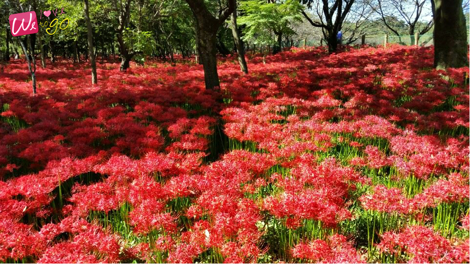 Manjushage Kinchakuda Park Saitama 2