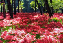 Kinchakuda Manjushage Park Saitama จุดชมดอกพลับพลึงสีแดงที่จังหวัดไซตามะ Kinchakuda Manjushage Park