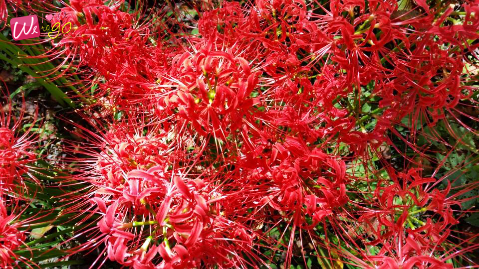 Manjushage Kinchakuda Park Saitama 3