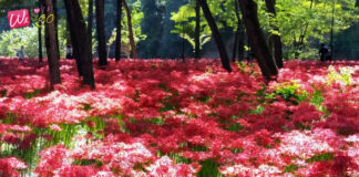 Kinchakuda Manjushage Park Saitama จุดชมดอกพลับพลึงสีแดงที่จังหวัดไซตามะ Kinchakuda Manjushage Park