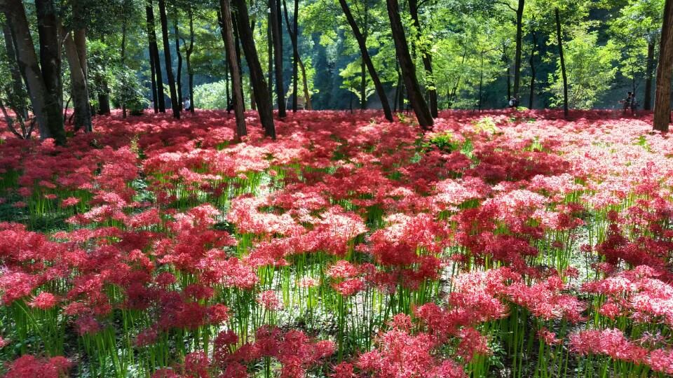 Manjushage Kinchakuda Park Saitama 4