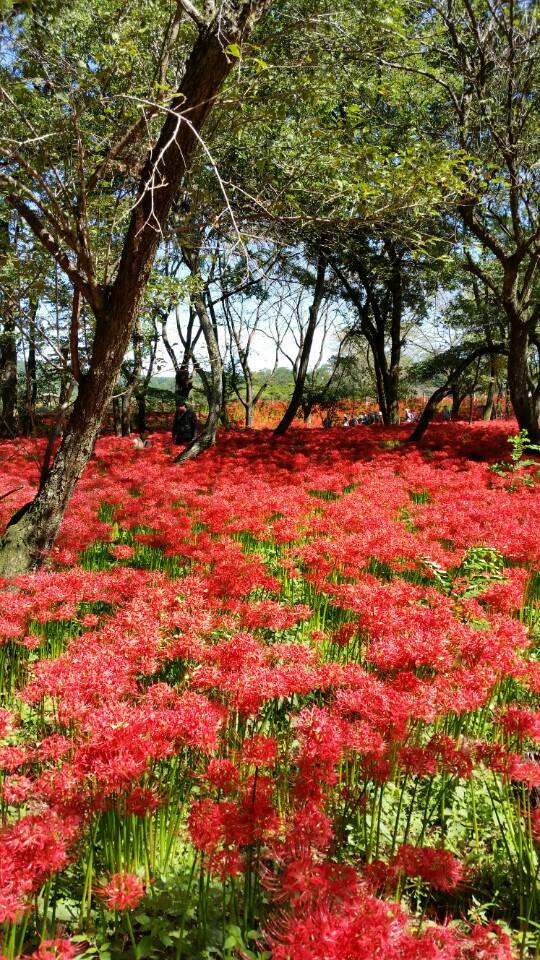 Manjushage Kinchakuda Park Saitama 5