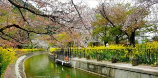 Yamashina Sosui ซากุระริมคลองประปา ในจังหวัดเกียวโต ประเทศญี่ปุ่น