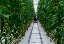 วันเดอร์ฟาร์ม ที่เมือง Iwaki