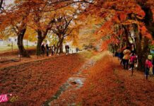 ปั่นจักรยานชมใบไม้เปลี่ยนสีที่ริมทะเลสาบคาวากูจิโกะ